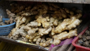 Rationalité sur le choix des plantes médicinales utilisées contre le virus du SRAS-CoV-2