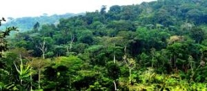 The Ecclesial Network on the Congo Basin Forest (REBAC) and its Role during Oslo Forest Forum 2018